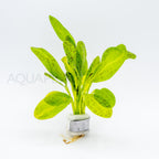 Echinodorus Ozelot Green aquarium plant — Aquaplantz Canada
