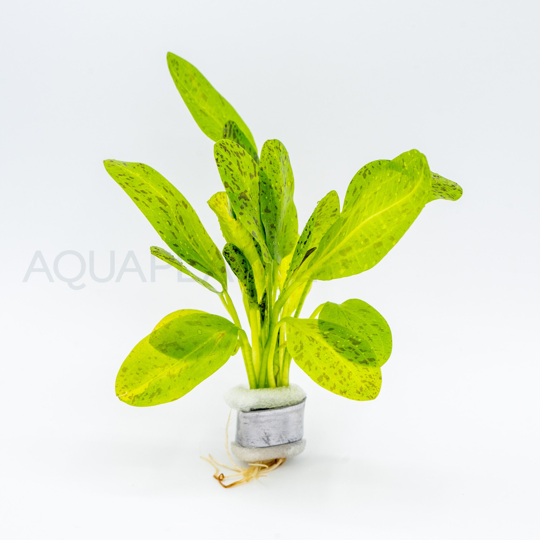Echinodorus Ozelot Green aquarium plant — Aquaplantz Canada
