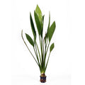 Echinodorus subulatus aquarium plant — Aquaplantz Canada