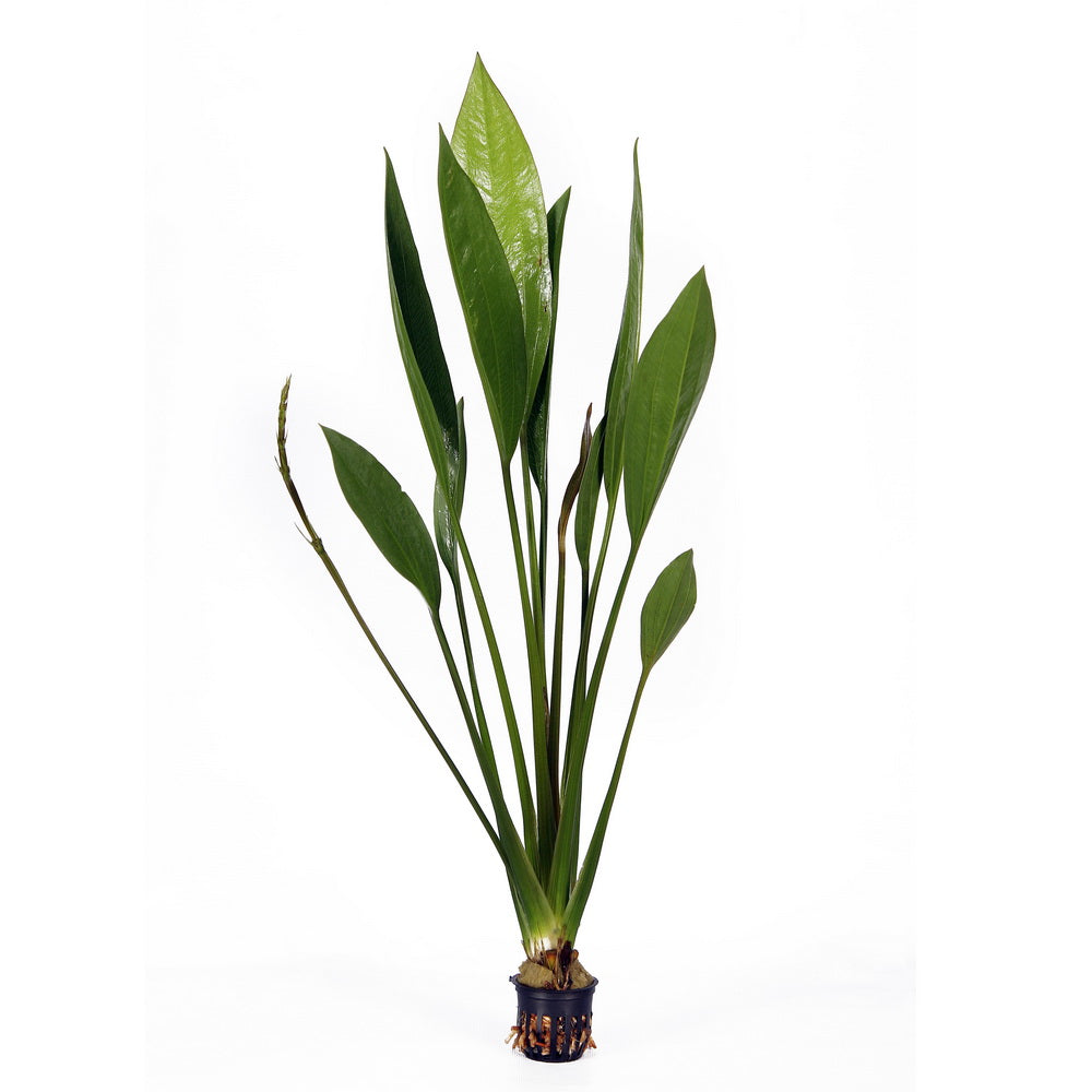 Echinodorus subulatus aquarium plant — Aquaplantz Canada