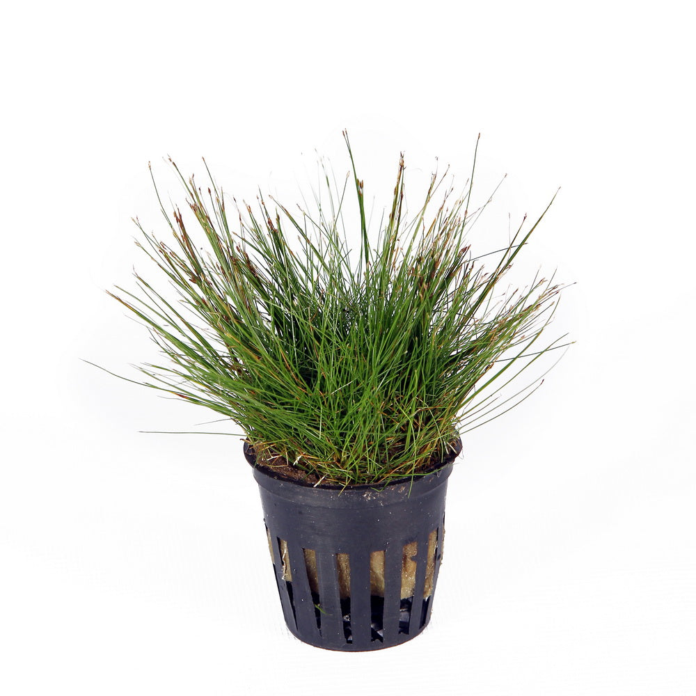 Eleocharis vivipara aquarium plant — Aquaplantz Canada