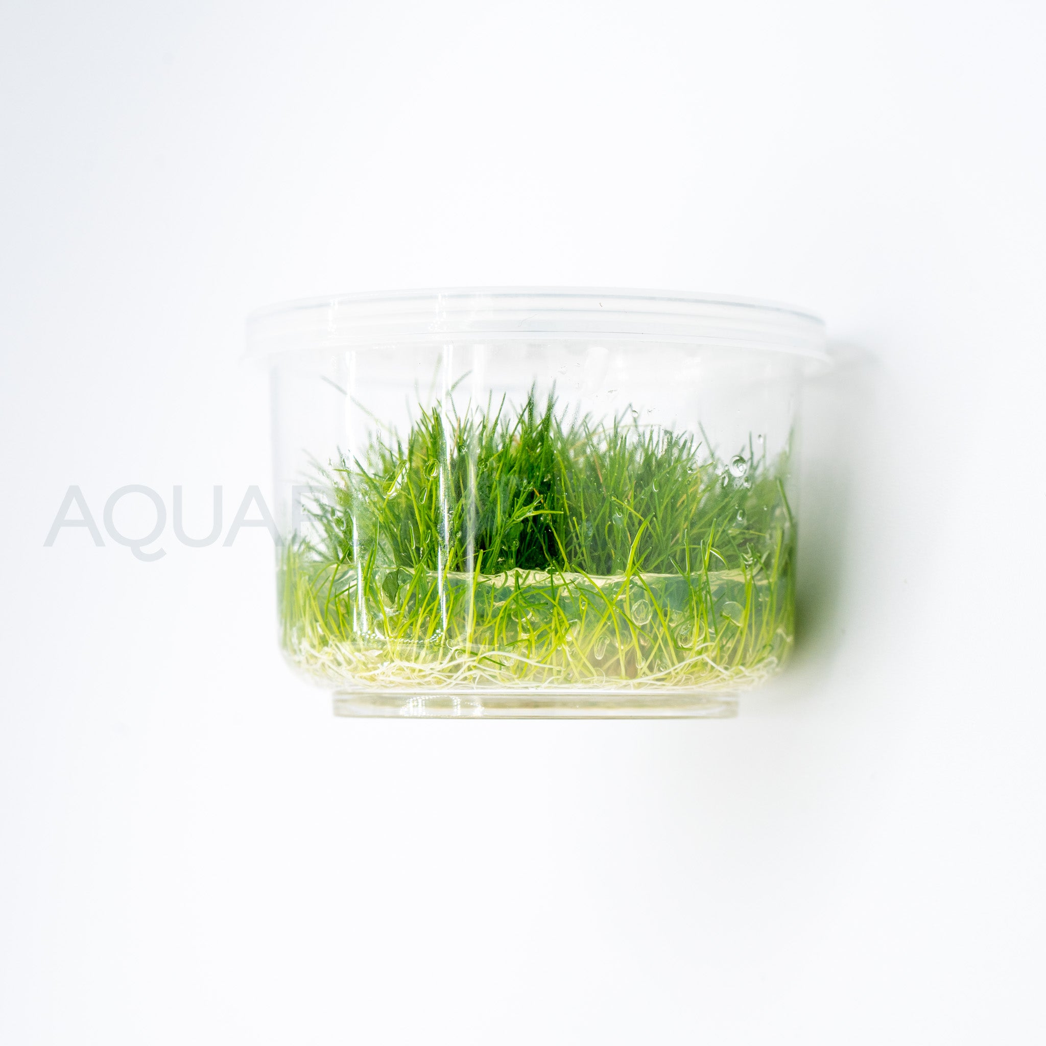 Eleocharis parvulus Mini T/C Cup tissue culture aquarium plant — Aquaplantz Canada