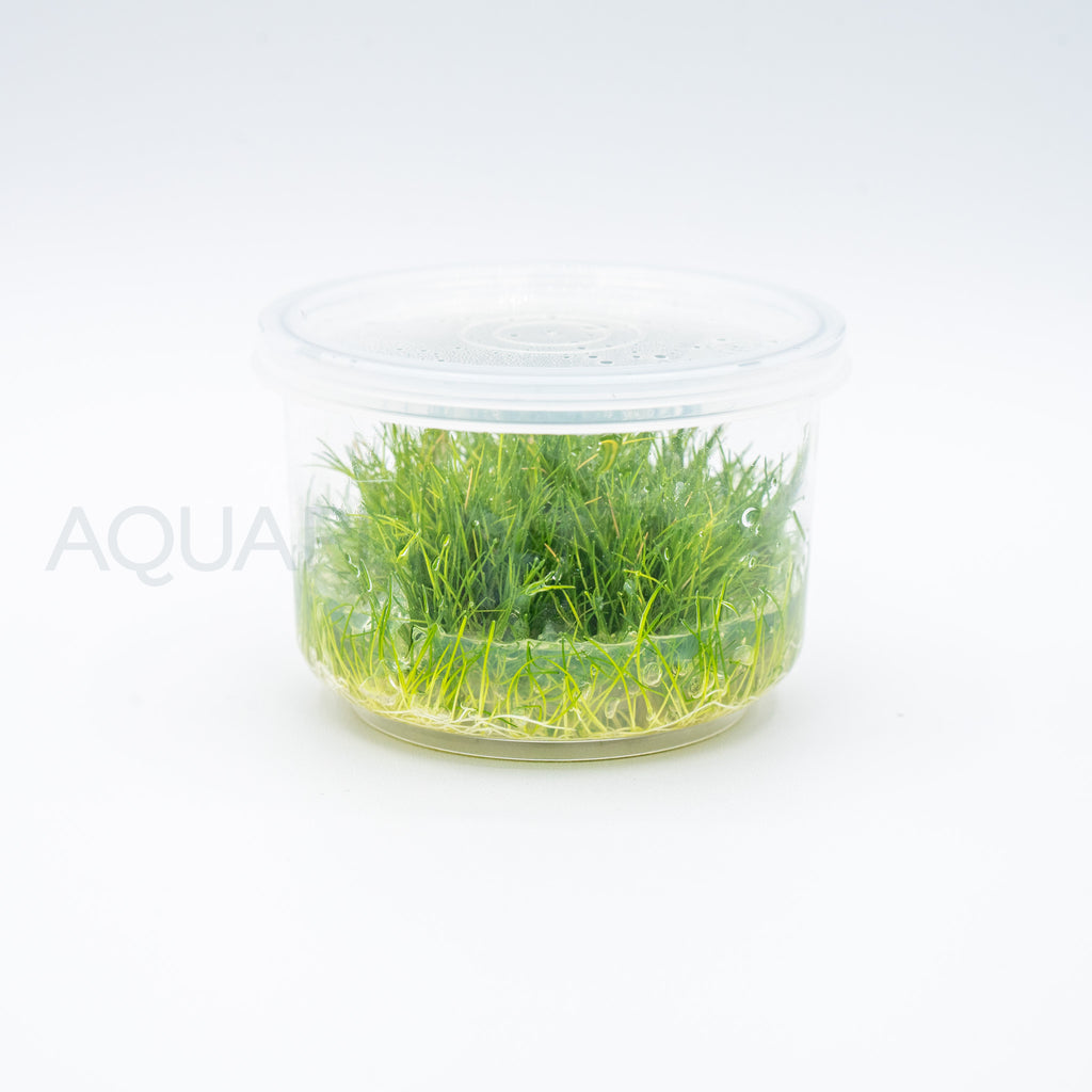 Eleocharis parvulus Mini T/C Cup tissue culture aquarium plant — Aquaplantz Canada