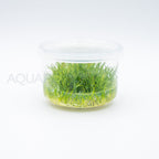 Eleocharis parvulus Mini T/C Cup tissue culture aquarium plant — Aquaplantz Canada