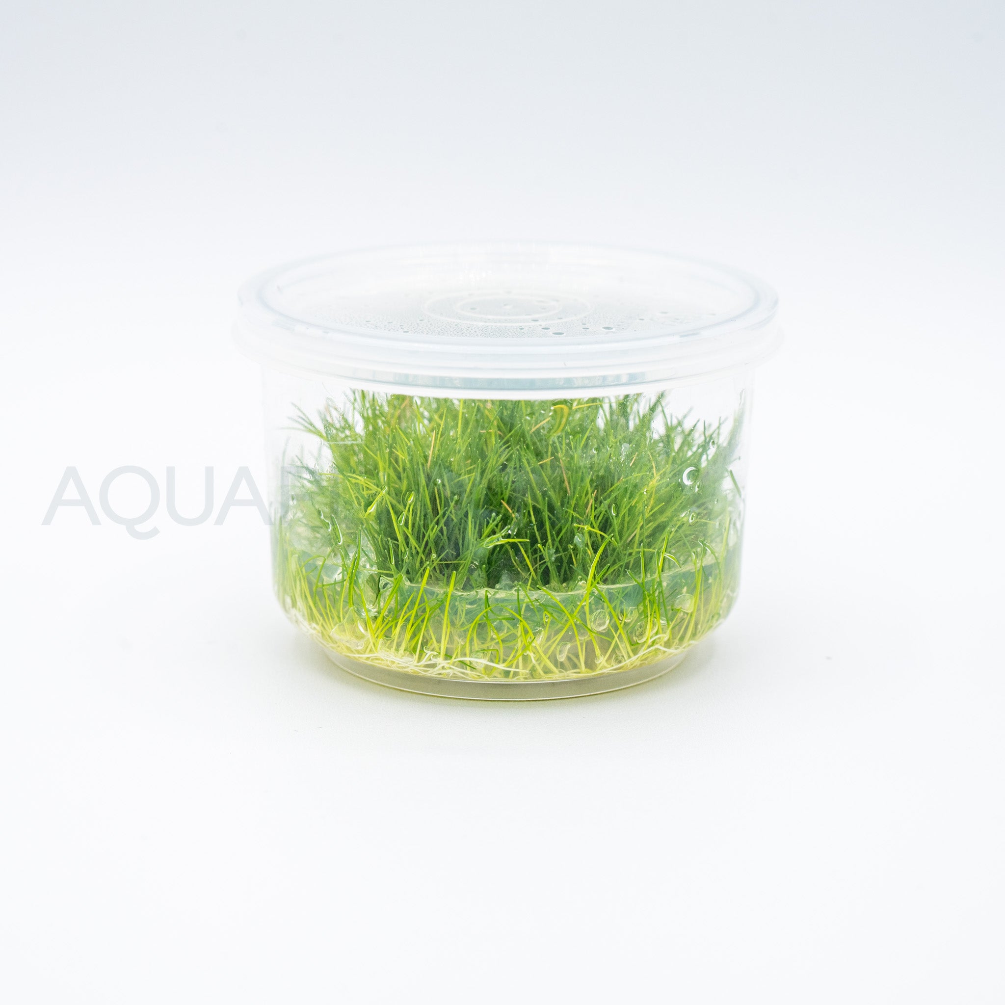 Eleocharis parvulus Mini T/C Cup tissue culture aquarium plant — Aquaplantz Canada