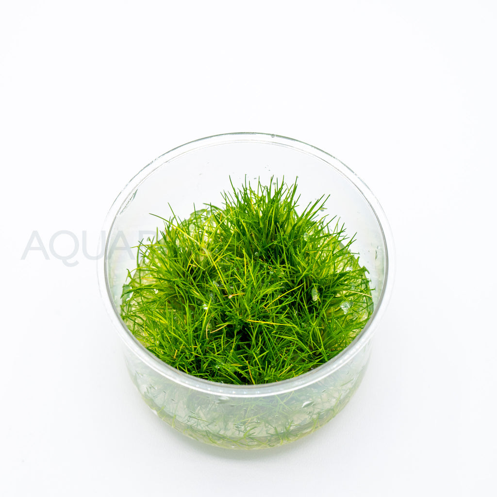 Eleocharis parvulus Mini T/C Cup tissue culture aquarium plant — Aquaplantz Canada