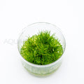 Eleocharis parvulus Mini T/C Cup tissue culture aquarium plant — Aquaplantz Canada