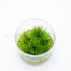 Eleocharis parvulus Mini T/C Cup tissue culture aquarium plant — Aquaplantz Canada