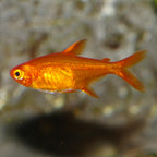 Ember Tetra tetra fish — Aquaplantz Canada