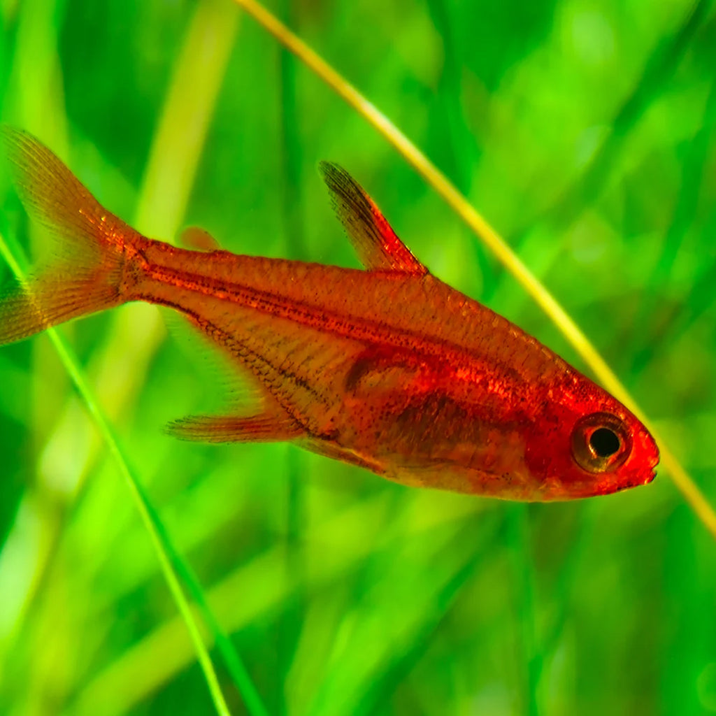Ember Tetra tetra fish — Aquaplantz Canada