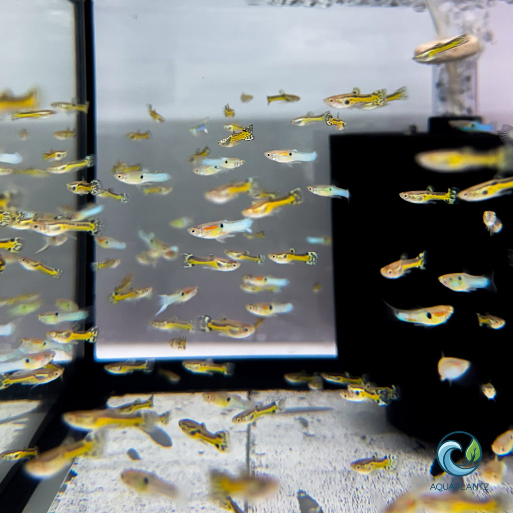 Guppy - Black Cobra Endler guppy fish — Aquaplantz Canada