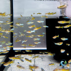 Guppy - Black Cobra Endler guppy fish — Aquaplantz Canada