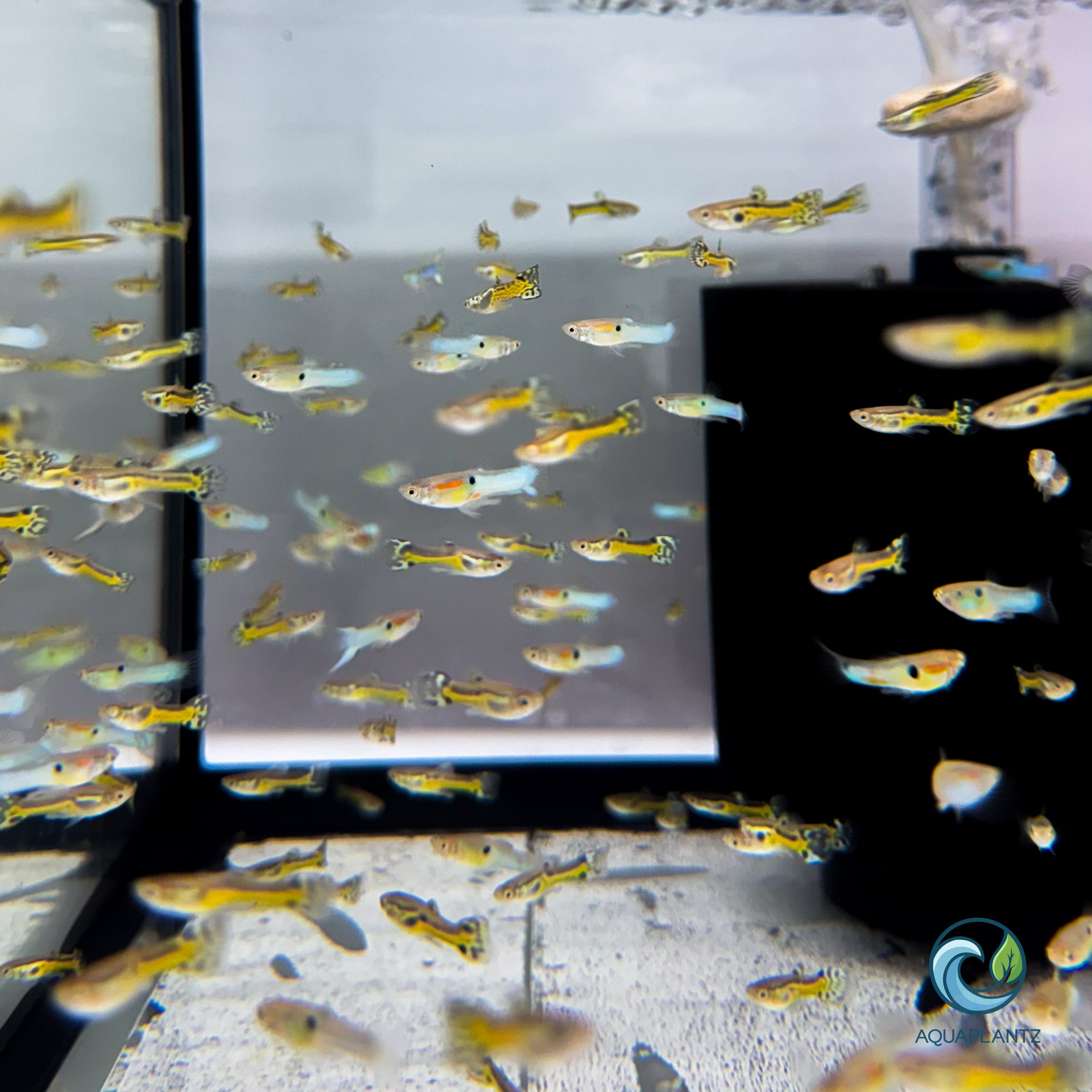 Guppy - Black Cobra Endler guppy fish — Aquaplantz Canada