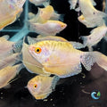 Gourami - White aquarium fish — Aquaplantz Canada