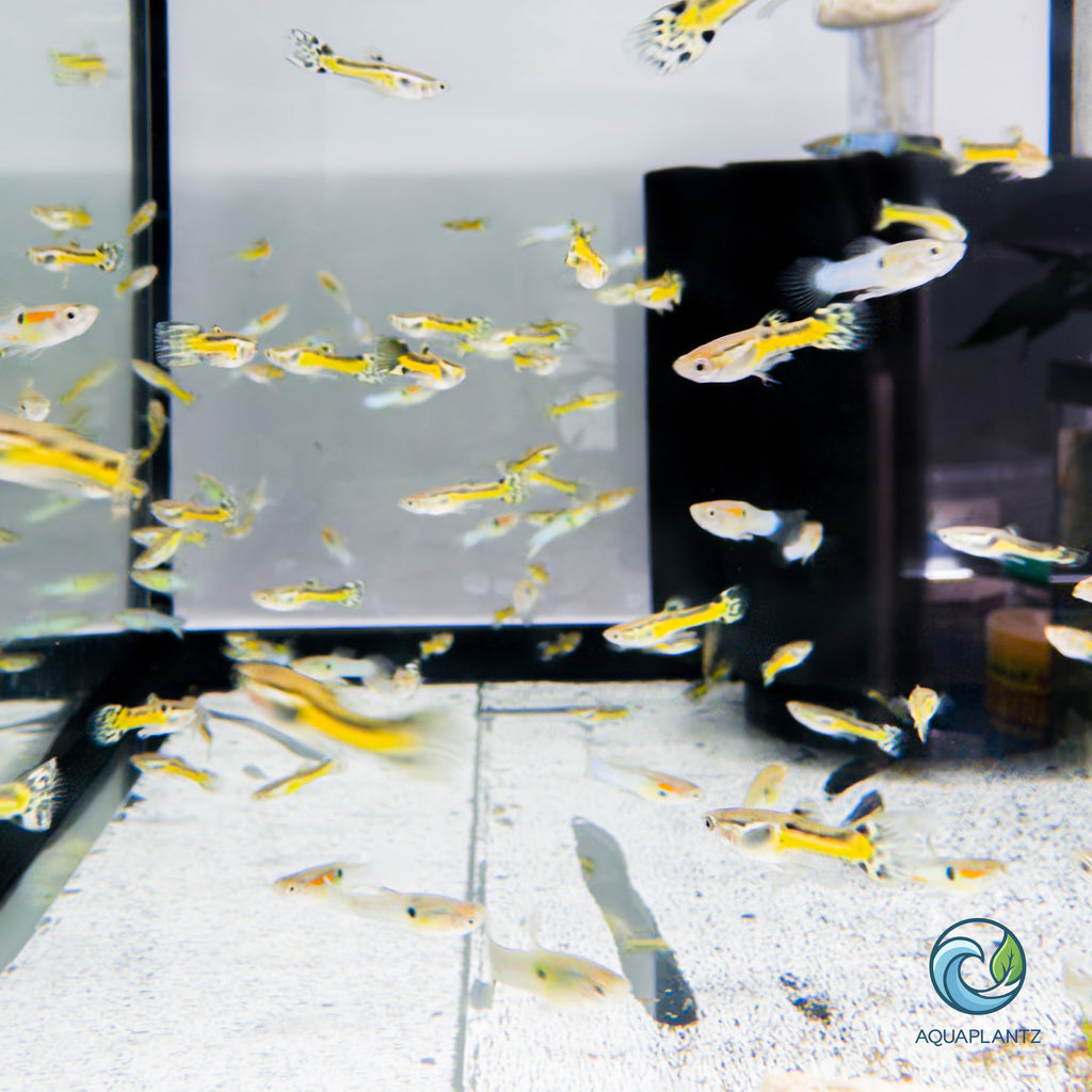 Guppy - Black Cobra Endler guppy fish — Aquaplantz Canada