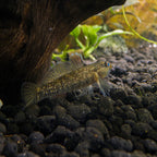 High-Fin Yellow Lip aquarium fish — Aquaplantz Canada
