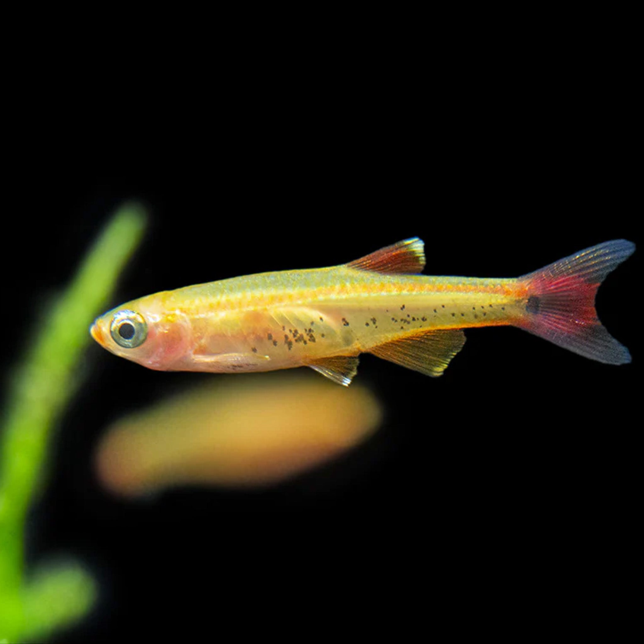 Golden White Cloud Mountain Minnow aquarium fish — Aquaplantz Canada