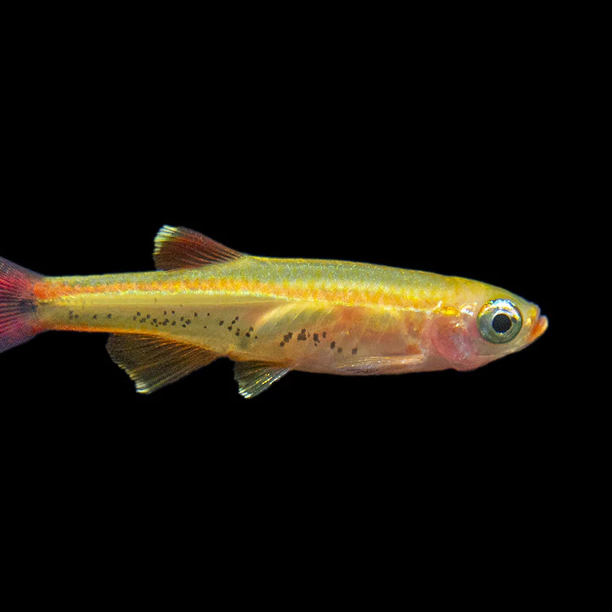 Golden White Cloud Mountain Minnow aquarium fish — Aquaplantz Canada