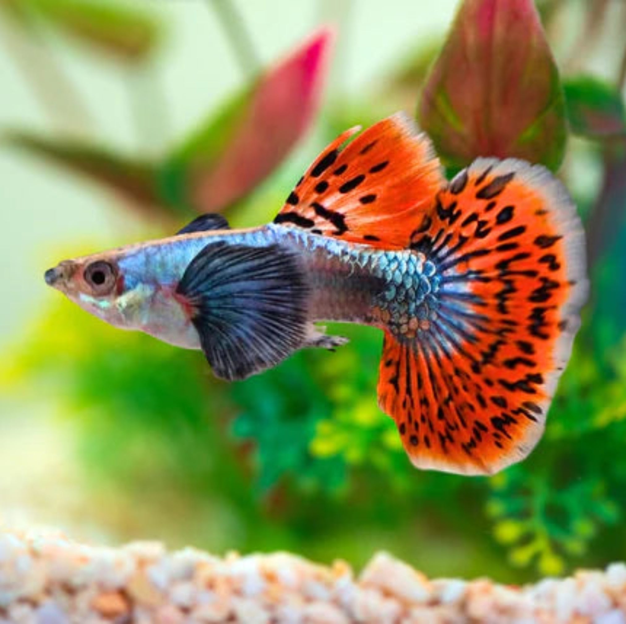Guppy - Elephant Ear Orchid Mist guppy fish — Aquaplantz Canada