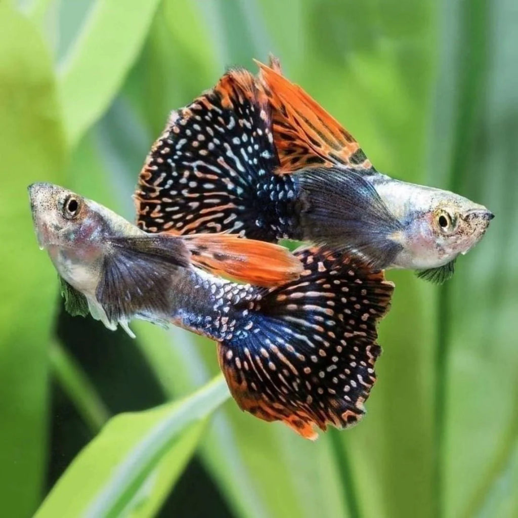 Guppy - Elephant Ear Orchid Mist guppy fish — Aquaplantz Canada