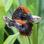 Guppy - Elephant Ear Orchid Mist guppy fish — Aquaplantz Canada