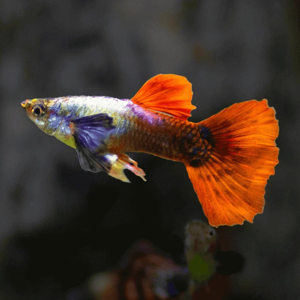 Guppy - Silver Body Red Elephant Ear guppy fish — Aquaplantz Canada