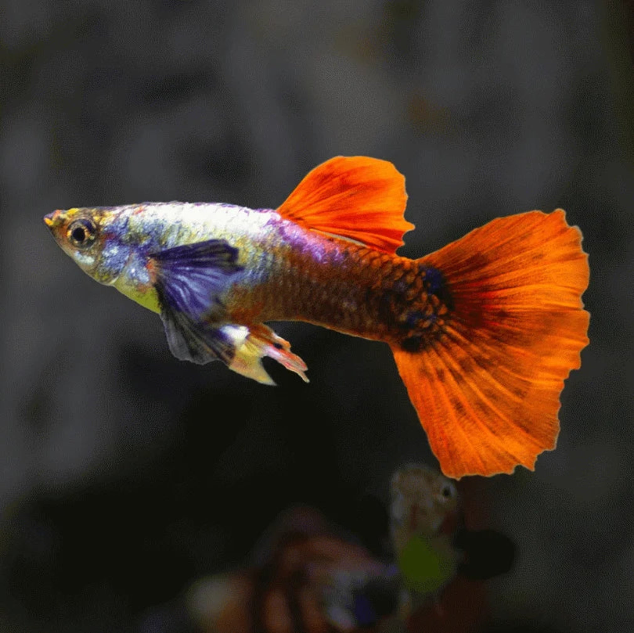 Guppy - Silver Body Red Elephant Ear guppy fish — Aquaplantz Canada