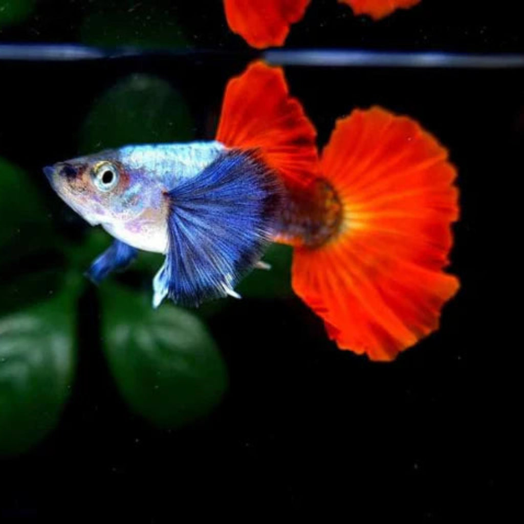 Guppy - Silver Body Red Elephant Ear guppy fish — Aquaplantz Canada