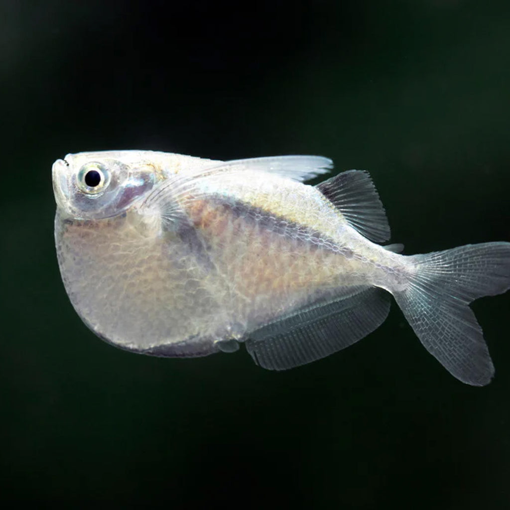 Hatchet Fish aquarium fish — Aquaplantz Canada