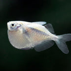 Hatchet Fish aquarium fish — Aquaplantz Canada