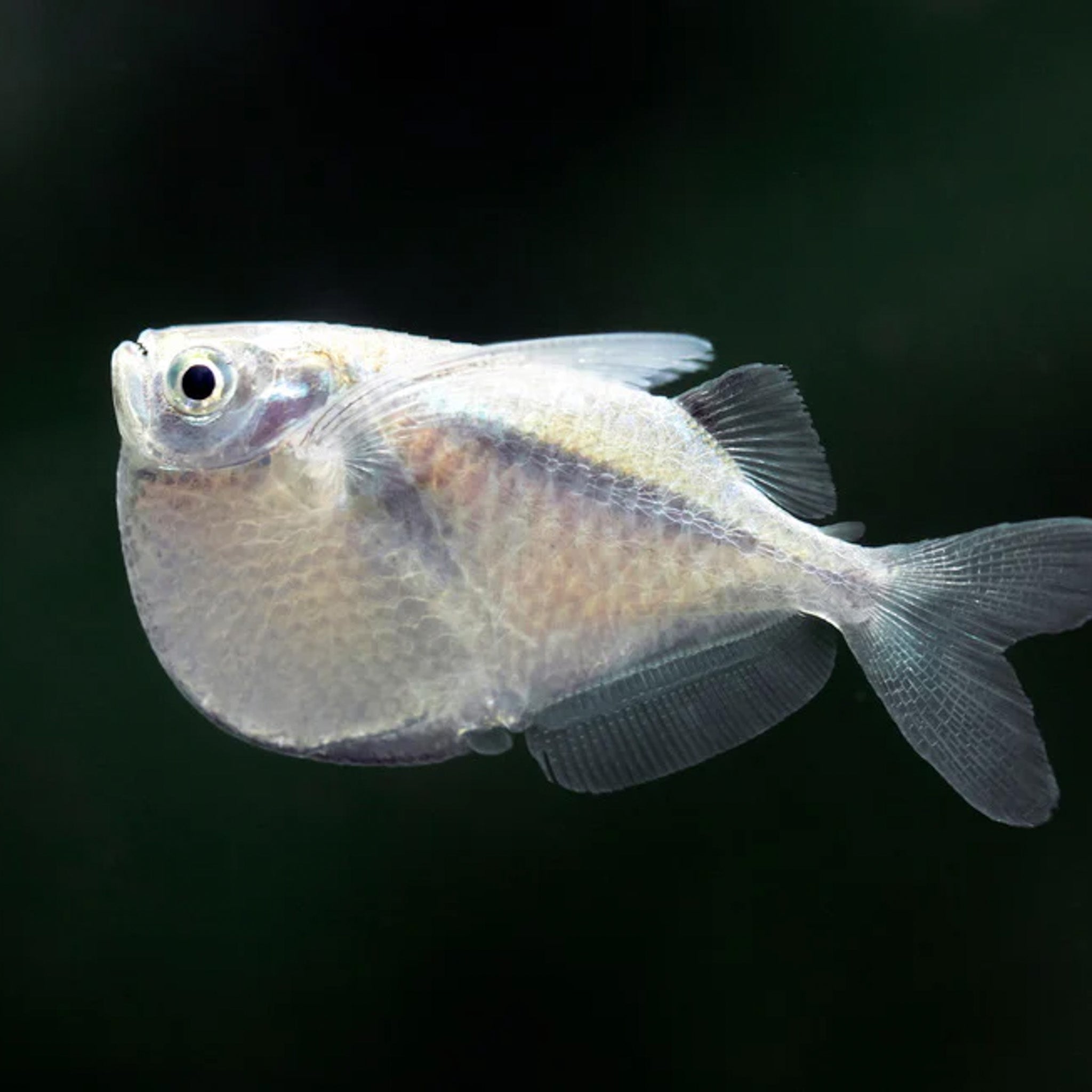 Hatchet Fish aquarium fish — Aquaplantz Canada
