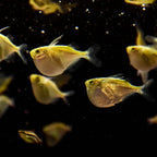 Hatchet Fish aquarium fish — Aquaplantz Canada
