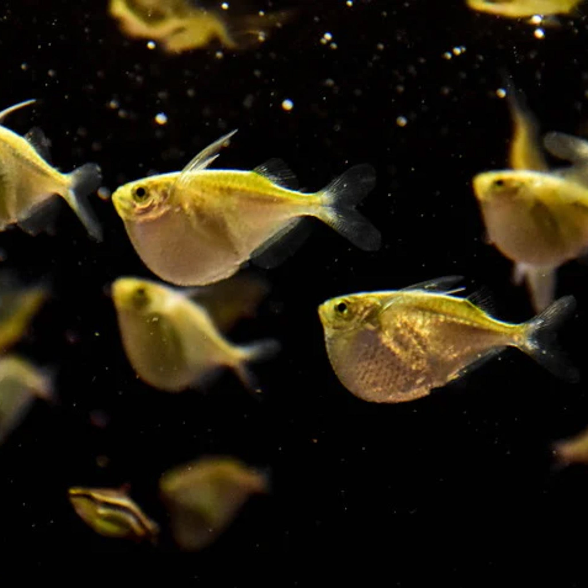 Hatchet Fish aquarium fish — Aquaplantz Canada