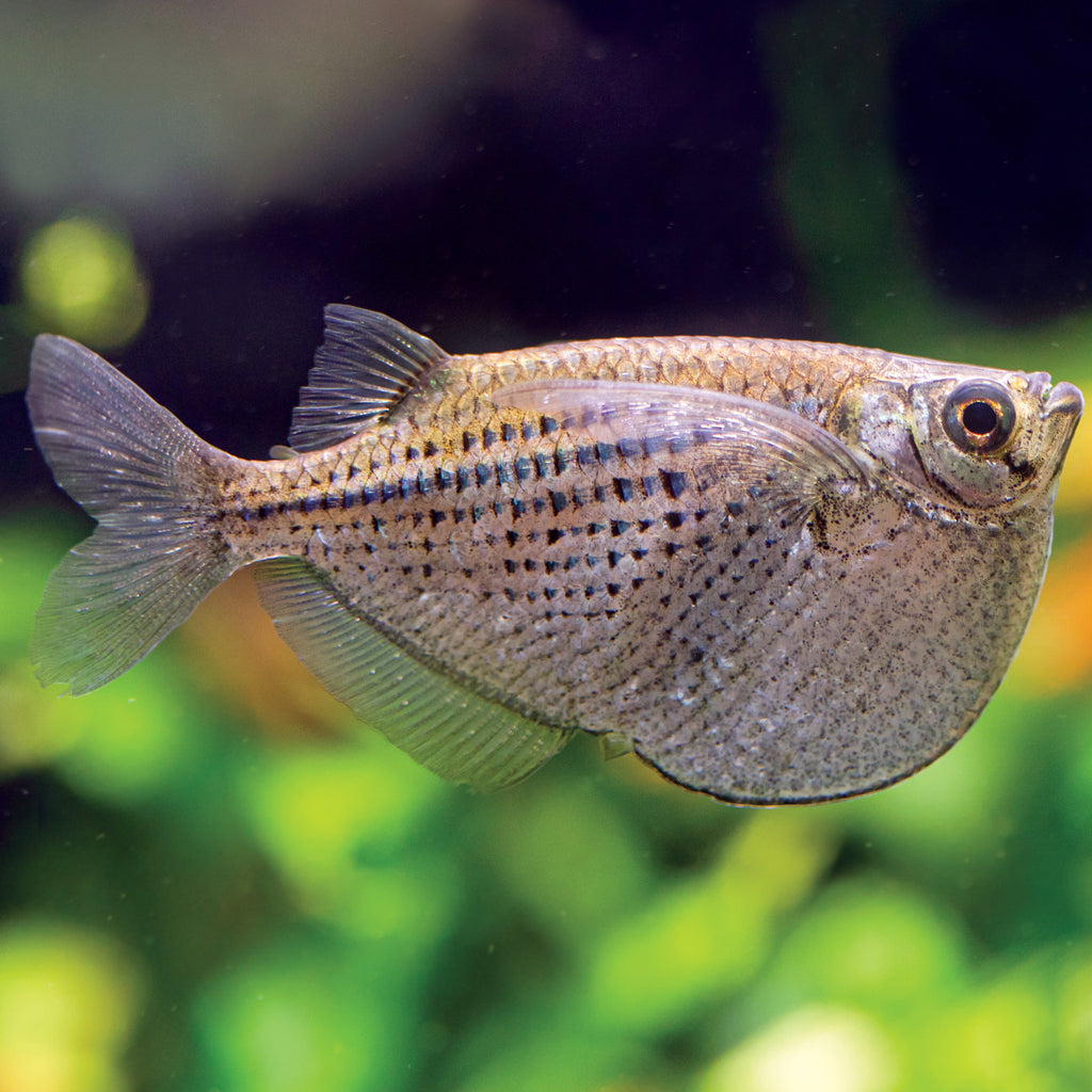 Hatchet Fish aquarium fish — Aquaplantz Canada