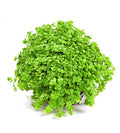 Hemianthus Callitrichoides Cuba aquarium plant — Aquaplantz Canada