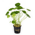 Hydrocotyle verticillata aquarium plant — Aquaplantz Canada