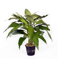 Hygrophila corymbosa siamensis aquarium plant — Aquaplantz Canada