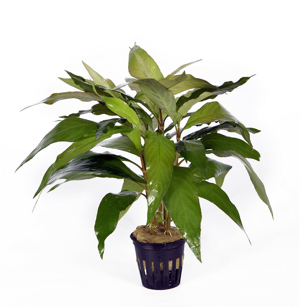 Hygrophila corymbosa siamensis aquarium plant — Aquaplantz Canada