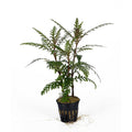 Hygrophila pinnatifida aquarium plant — Aquaplantz Canada