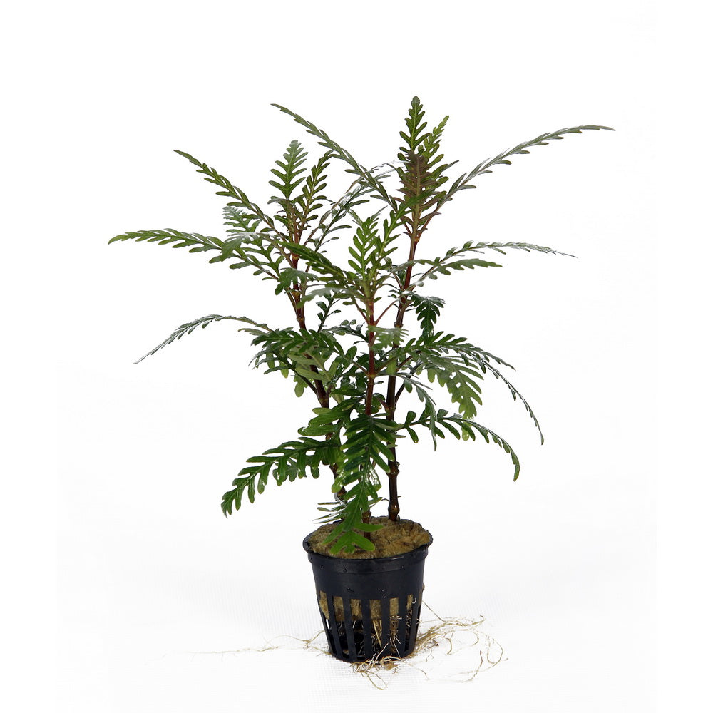 Hygrophila pinnatifida aquarium plant — Aquaplantz Canada