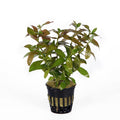Hygrophila polysperma Rosanervig aquarium plant — Aquaplantz Canada