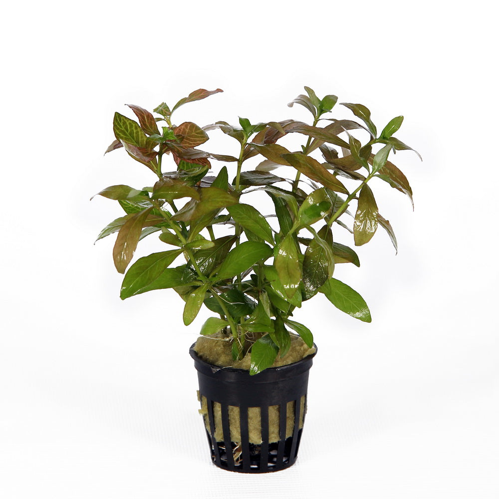 Hygrophila polysperma Rosanervig aquarium plant — Aquaplantz Canada