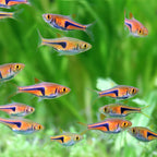 Group of colorful fish swimming in an aquarium with green plants.