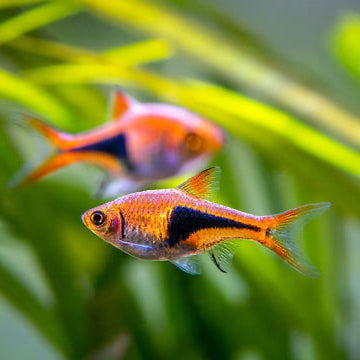 Two colorful fish swimming in an aquarium with green plants.