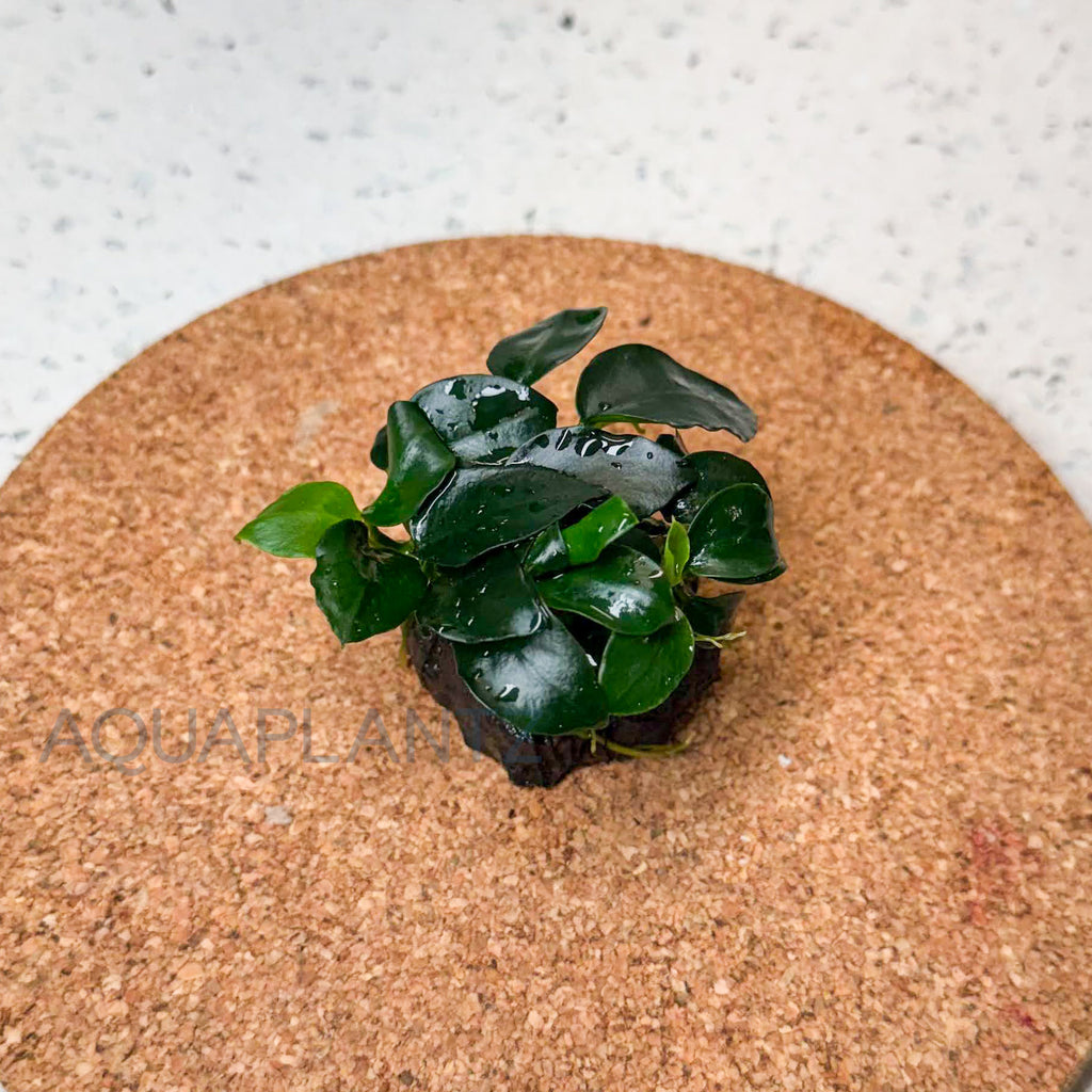 Anubias Petite on Lava Stone aquarium plant — Aquaplantz Canada
