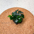 Anubias Petite on Lava Stone aquarium plant — Aquaplantz Canada