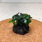 Anubias Petite on Lava Stone aquarium plant — Aquaplantz Canada