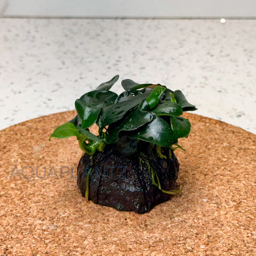 Anubias Petite on Lava Stone aquarium plant — Aquaplantz Canada