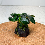 Anubias Petite on Lava Stone aquarium plant — Aquaplantz Canada
