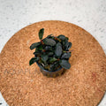 Bucephalandra Kedagang Mini Round aquarium plant — Aquaplantz Canada